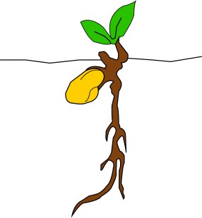 Project 3 - growth 1