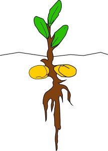 Project 3 - growth 2