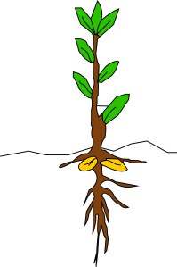 Project 3 - growth 3