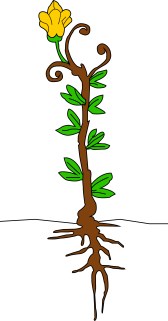 Project 3 - growth 4